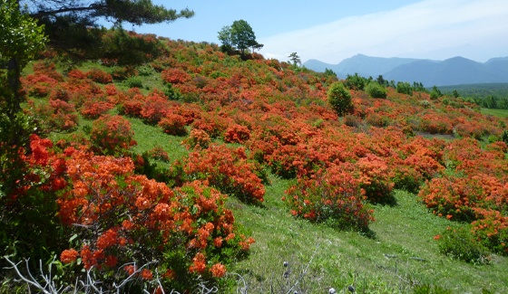 根子岳・四阿山の山麓に広がる草花景観