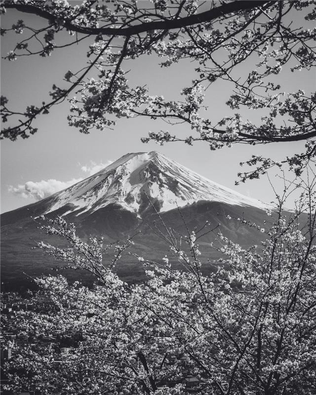 Mount Fuji with cherry blossoms in spring
